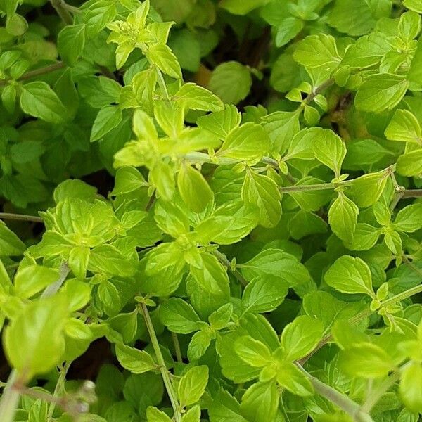 Clinopodium nepeta Blad