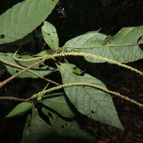 Acalypha diversifolia Foglia