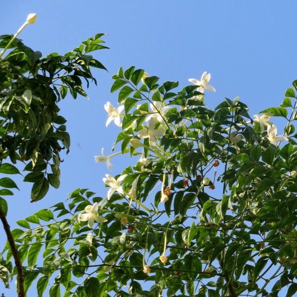 Millingtonia hortensis Flower