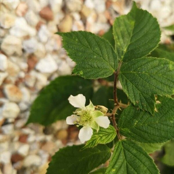 Rubus caesius Floro