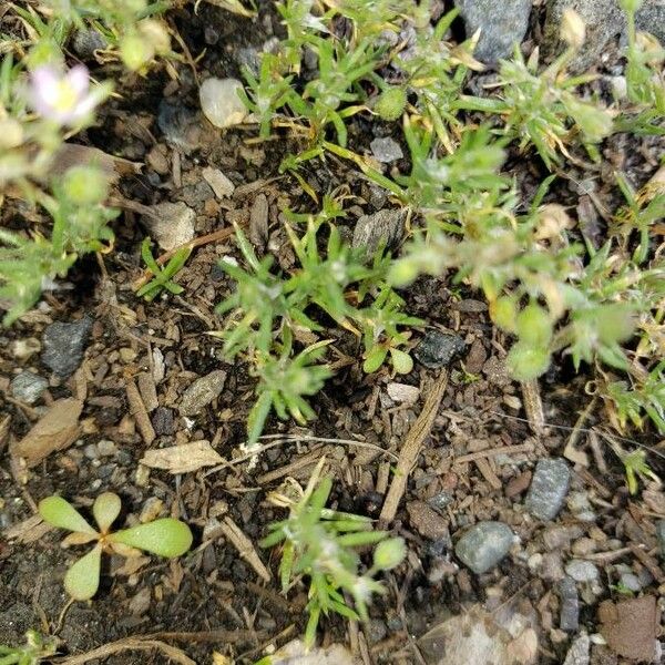 Spergularia rubra Blatt