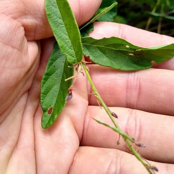 Grona adscendens Blatt