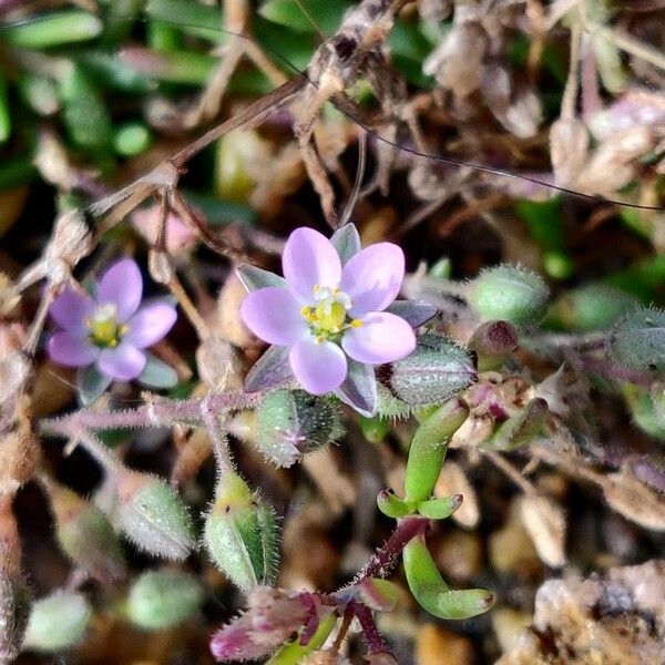 Spergularia marina 花