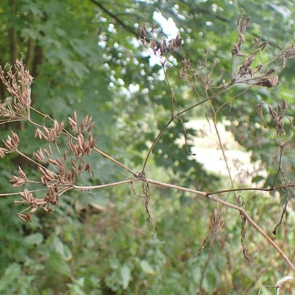 Chaerophyllum bulbosum Natur