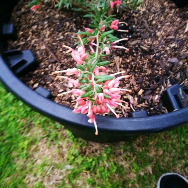 Grevillea rosmarinifolia Kvet