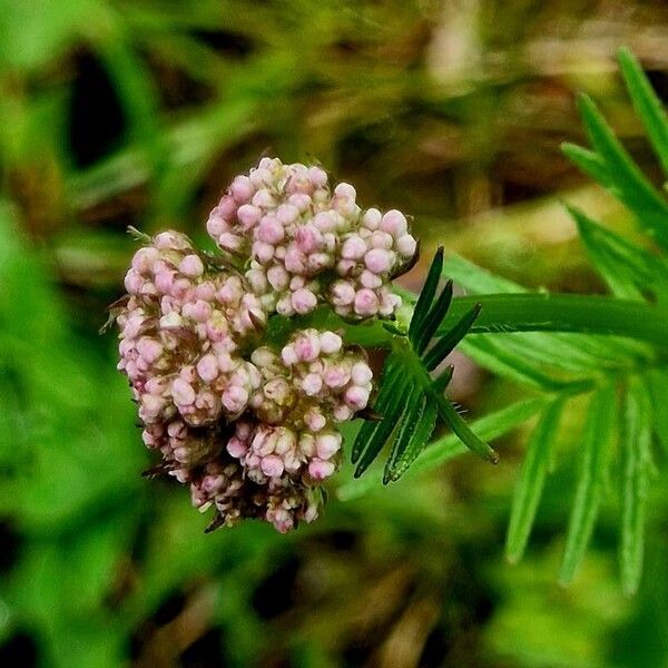 Valeriana dioica Blüte