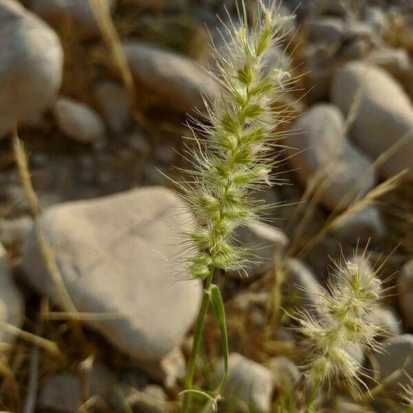 Cenchrus ciliaris Blomma