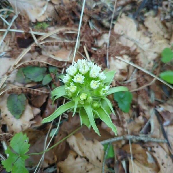 Petasites albus 花