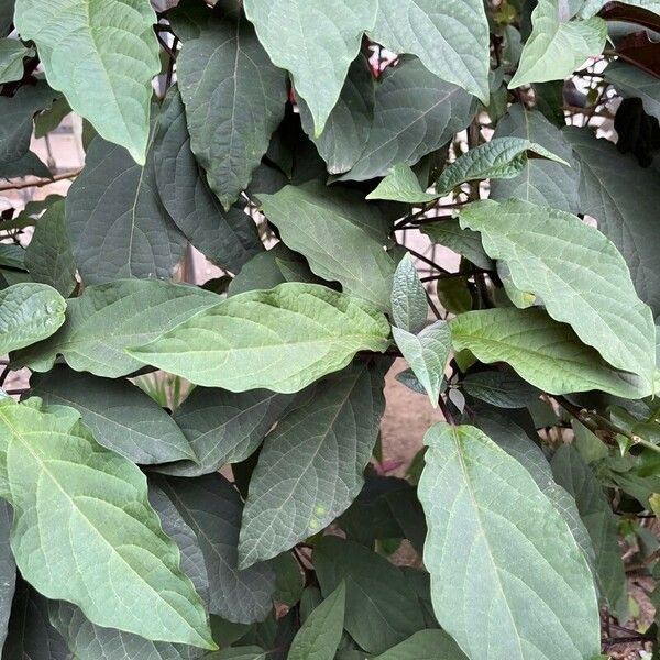 Clerodendrum quadriloculare Blatt