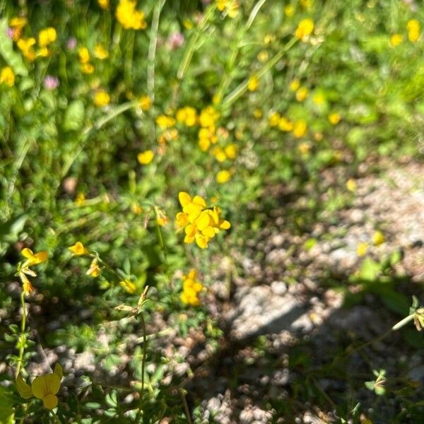 Lotus corniculatus Λουλούδι