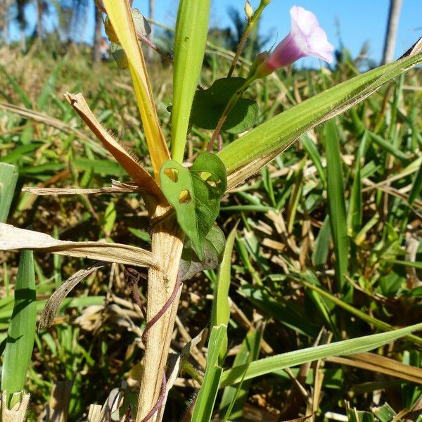 Ipomoea triloba Blad