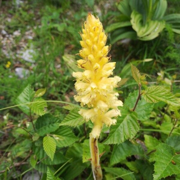 Orobanche flava Bloem