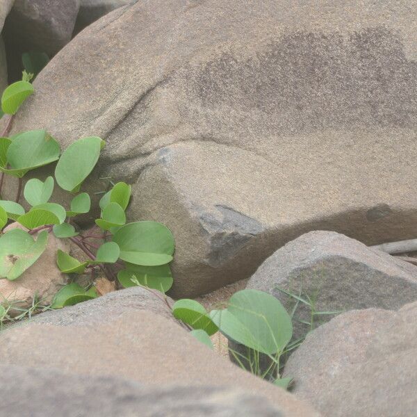 Ipomoea pes-caprae Natur