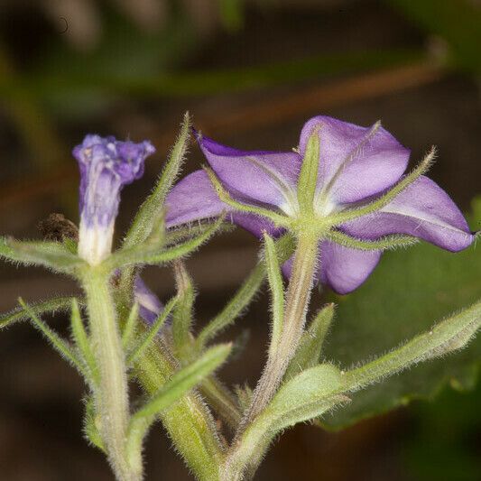 Legousia speculum-veneris Casca