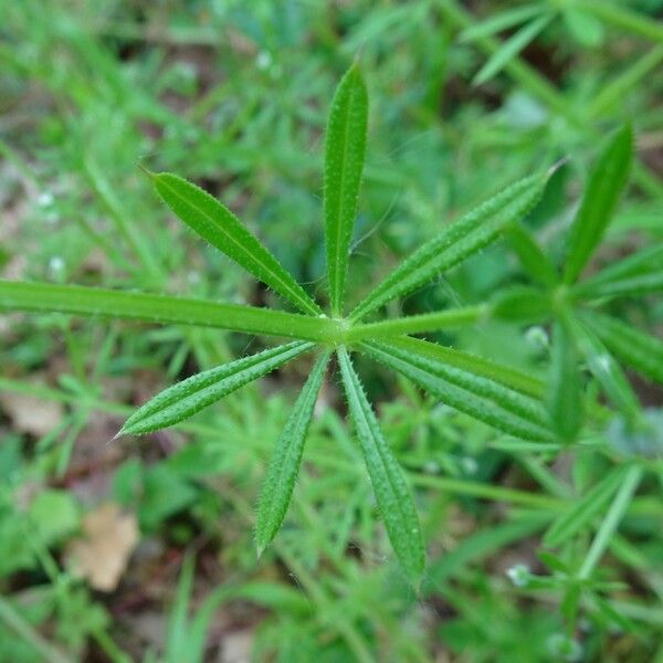 Galium aparine 葉