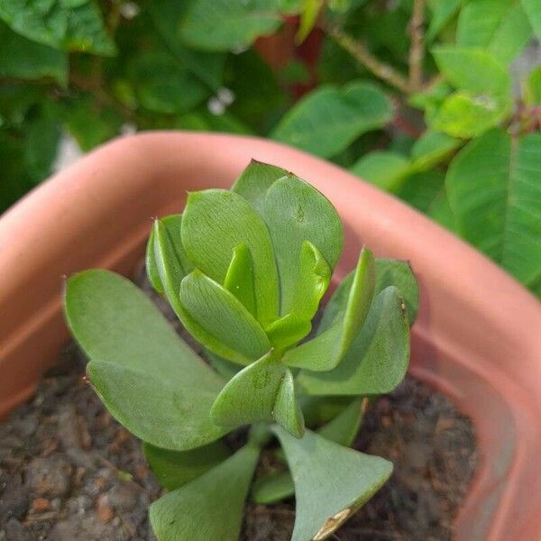 Senecio decaryi Yaprak