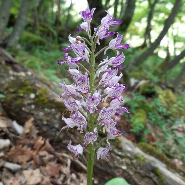 Orchis militaris Blomst