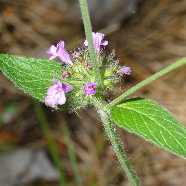 Clinopodium vulgare 葉