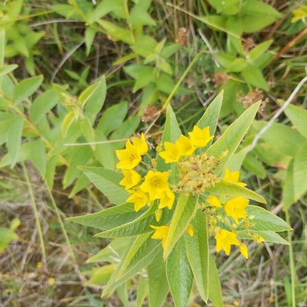 Lysimachia vulgaris 花