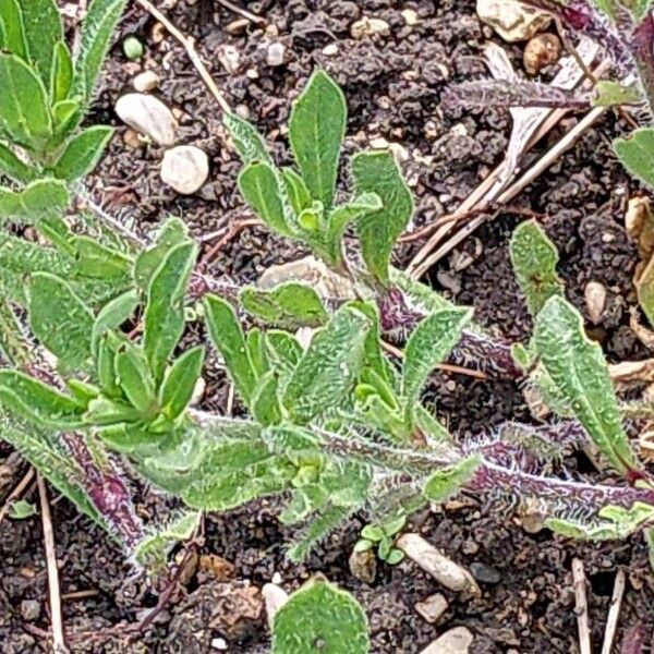 Silene gallica Blad