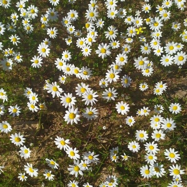 Anthemis arvensis Fiore