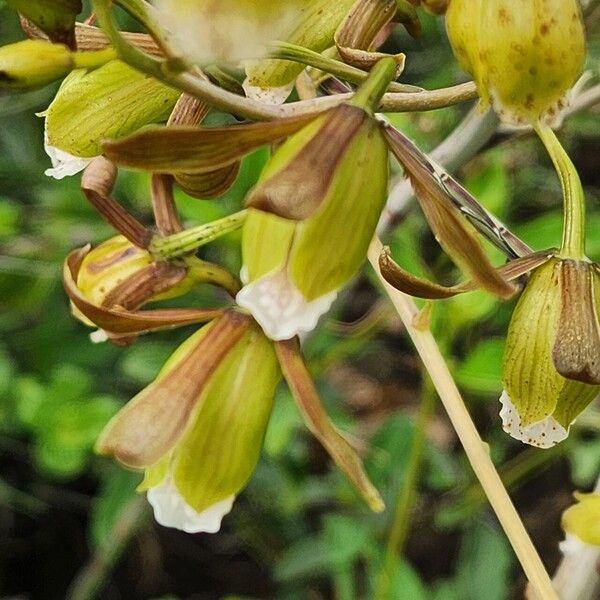 Eulophia petersii Λουλούδι