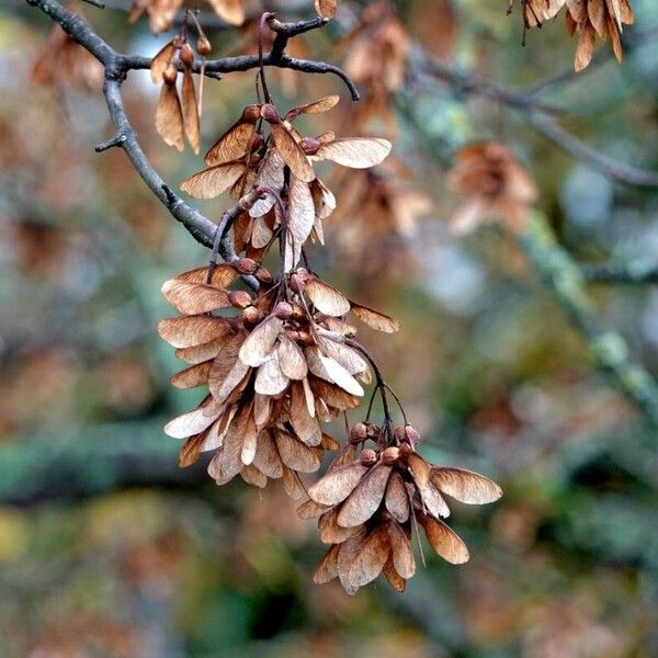 Acer tataricum Fruit