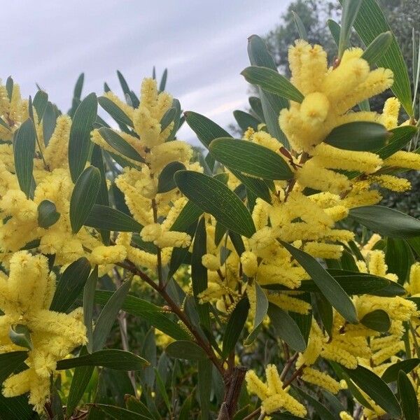 Acacia longifolia Flors