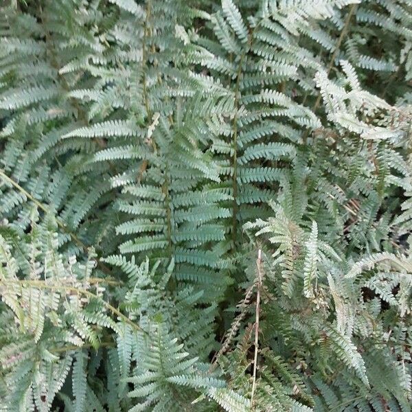 Dryopteris filix-mas Lapas