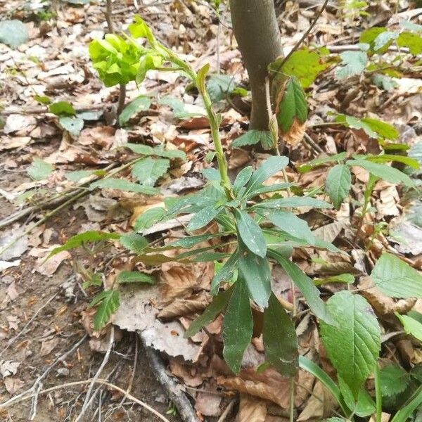 Euphorbia amygdaloides List