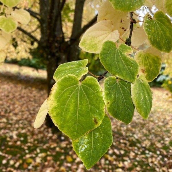 Cercidiphyllum japonicum Лист