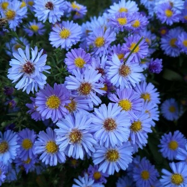 Aster alpinus Цвят