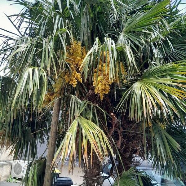 Trachycarpus fortunei Leaf