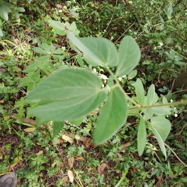 Mimosa albida Folha