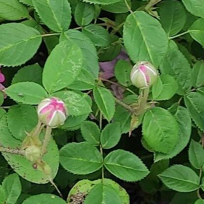 Rosa centifolia ഇല