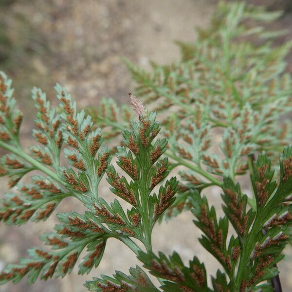 Asplenium onopteris Fruit