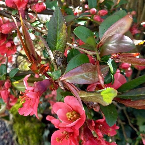 Chaenomeles speciosa autre