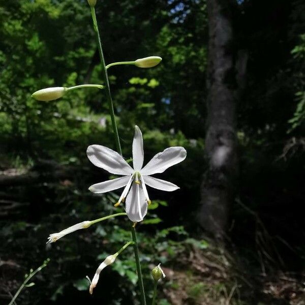 Anthericum ramosum Květ