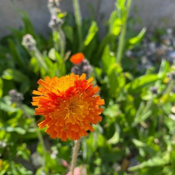 Crepis aurea Flors