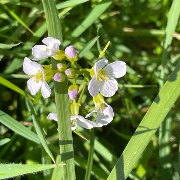 Cardamine pratensis Λουλούδι