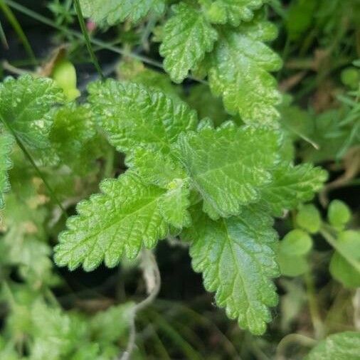 Melissa officinalis Leaf