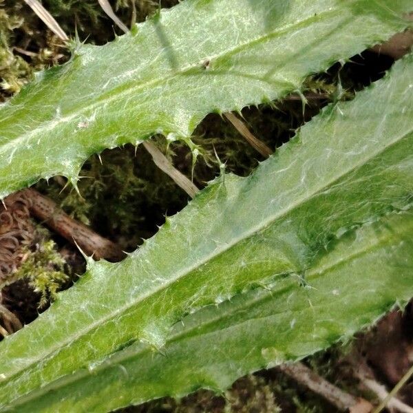 Cirsium dissectum ᱥᱟᱠᱟᱢ