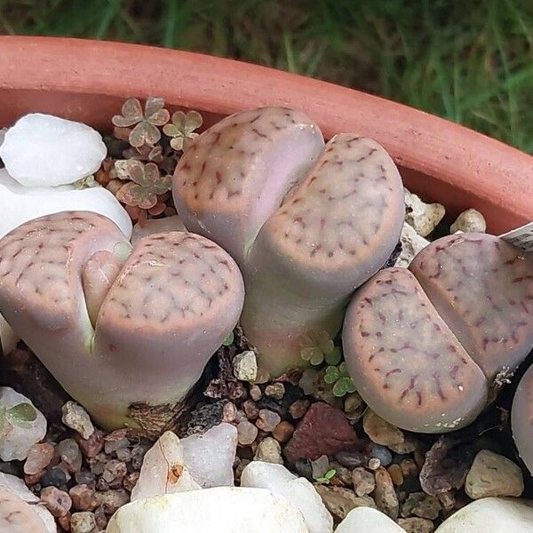 Lithops schwantesii Blüte