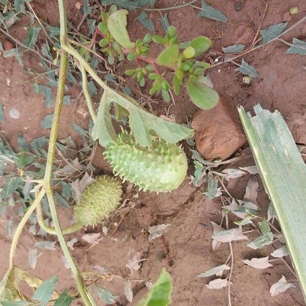 Cucumis anguria Frucht