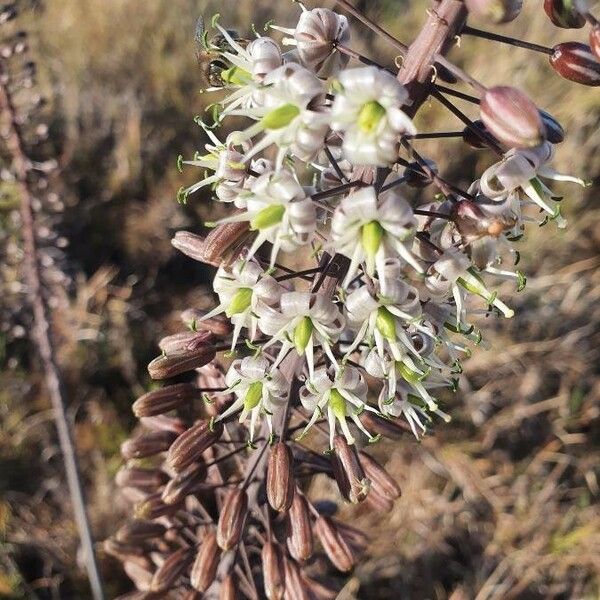 Drimia altissima Flower