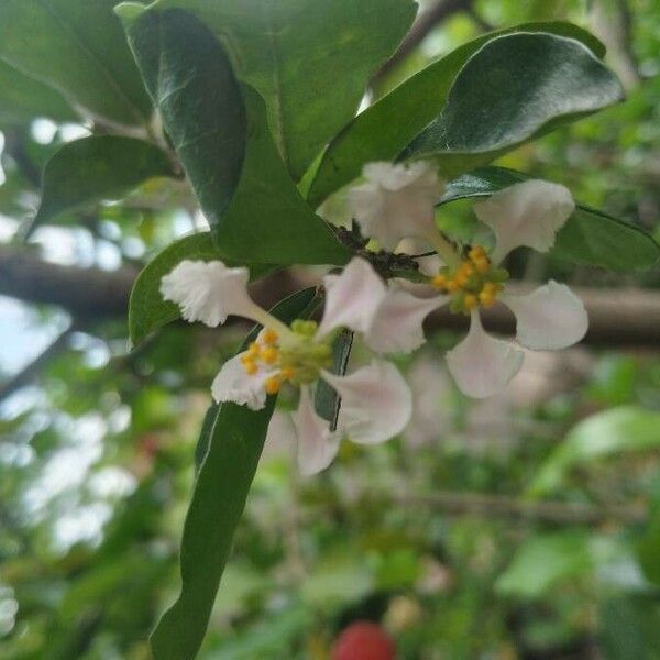 Malpighia glabra Flower