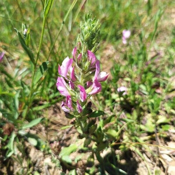 Ononis arvensis Flower