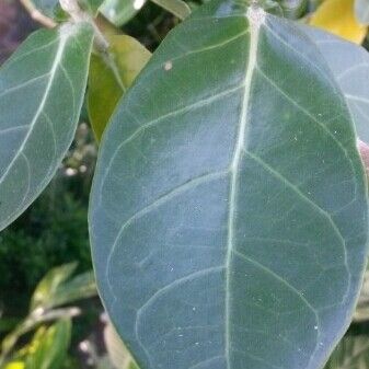 Calotropis gigantea Blad