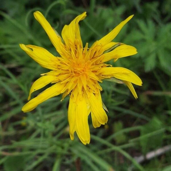 Tragopogon pratensis Flor