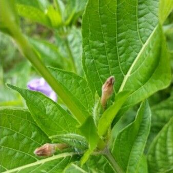 Ruellia strepens Other